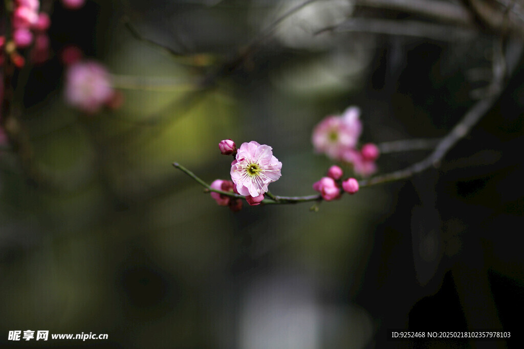 红梅花 