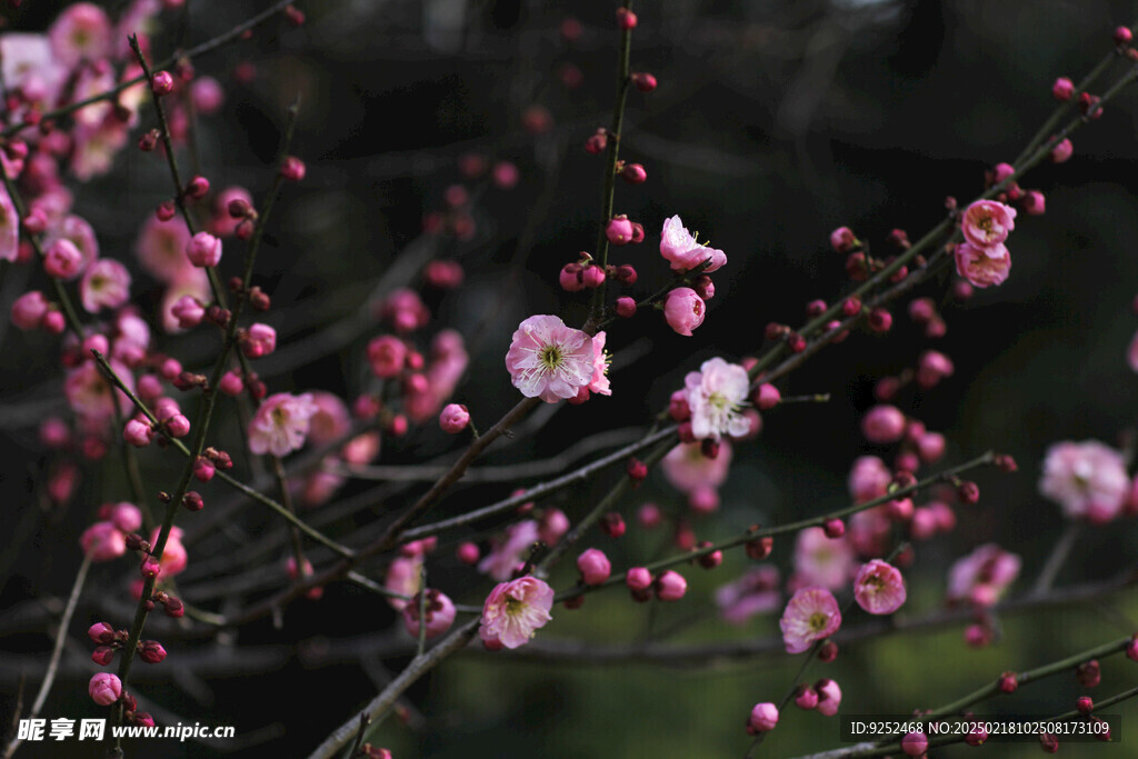 红梅花 