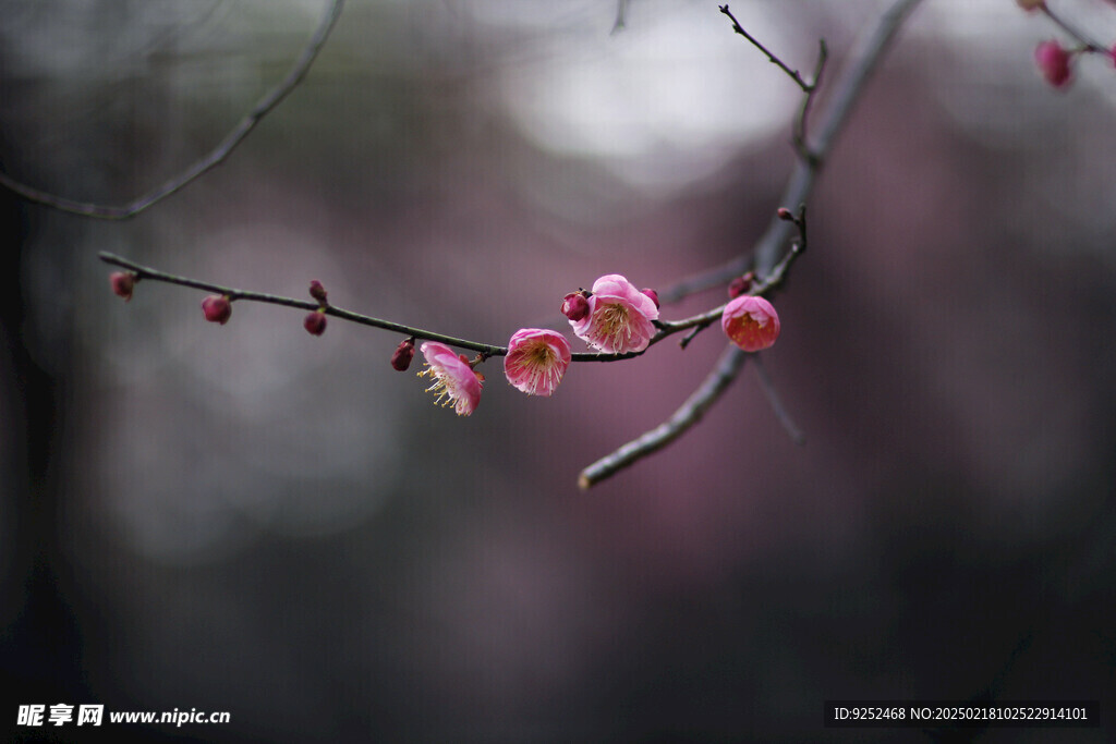 红梅花 