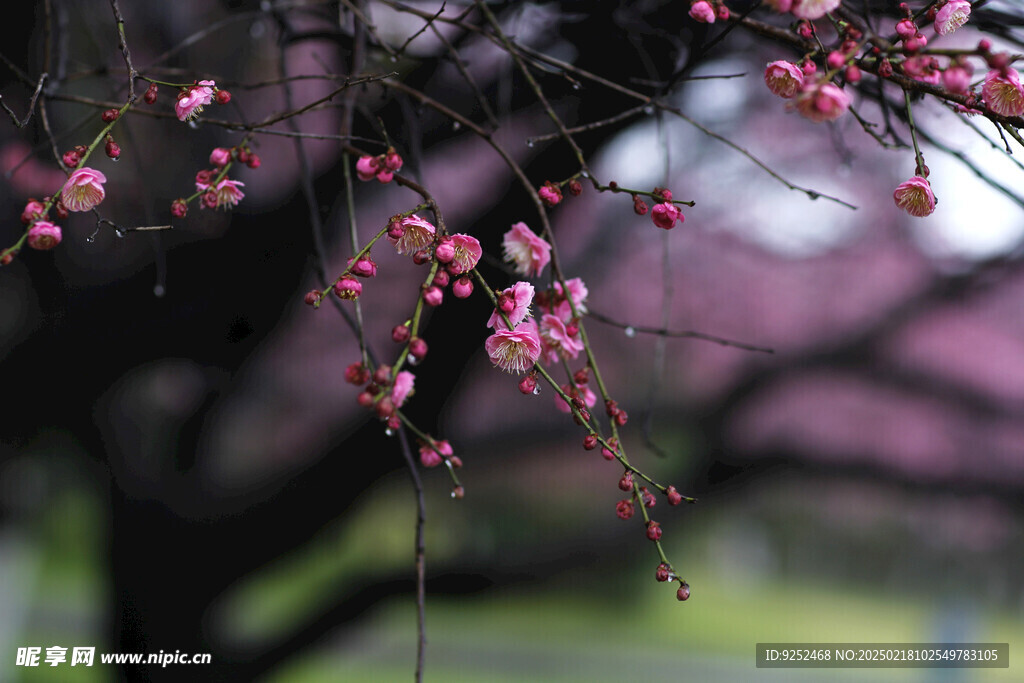 梅花树 