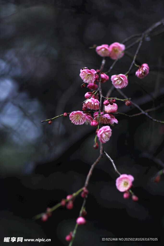 红梅花 