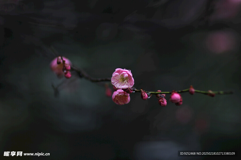 梅花 