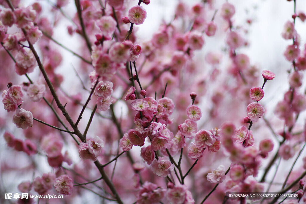 梅花 