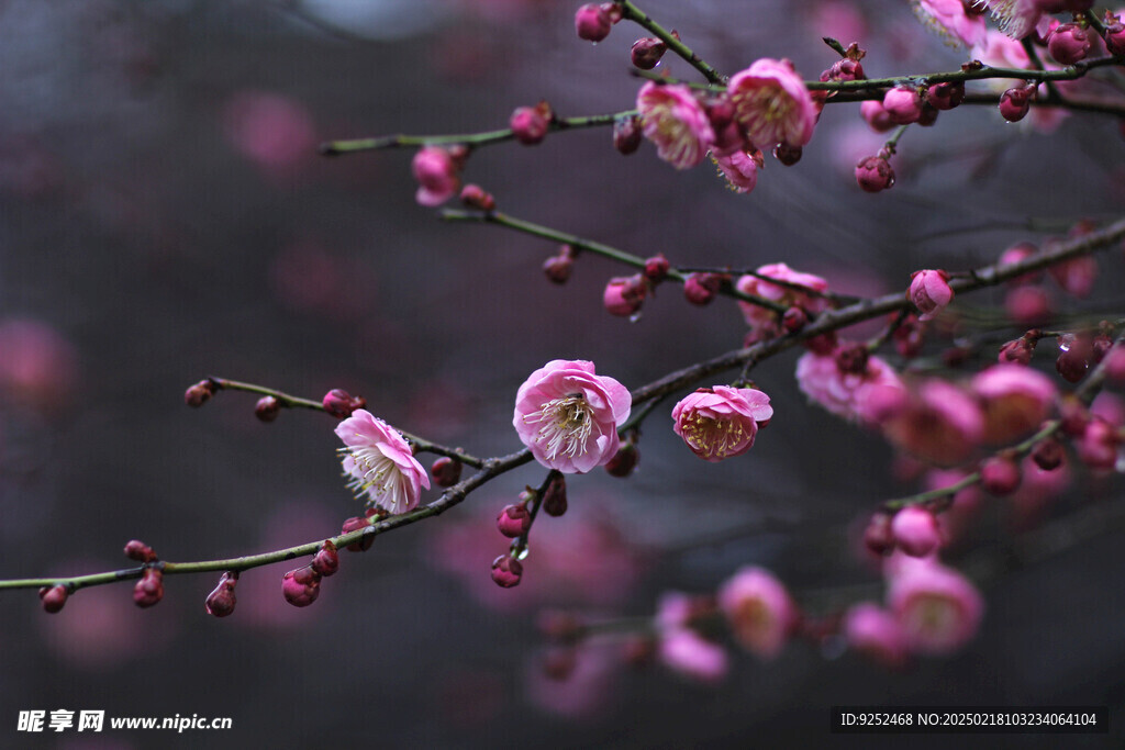 梅花树 