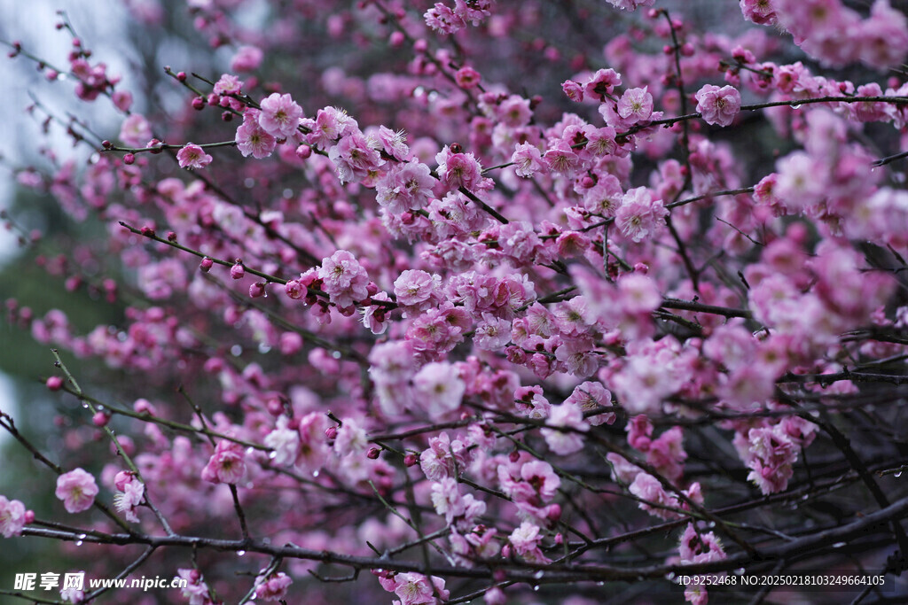  梅花