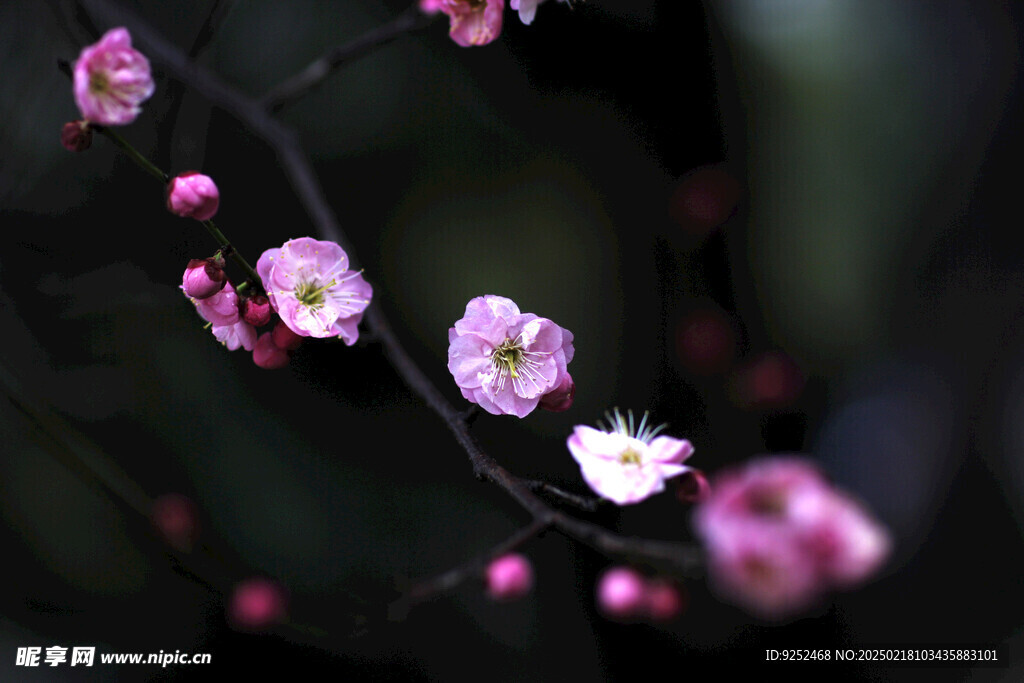 梅花 