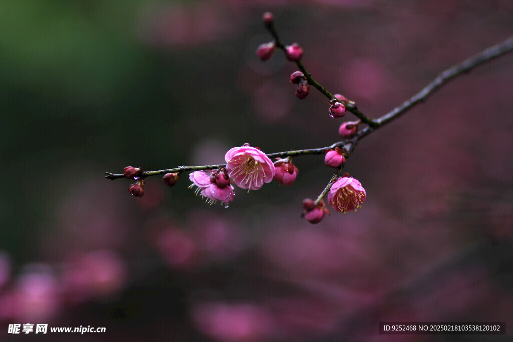 红梅花 