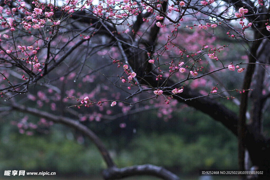 梅花树