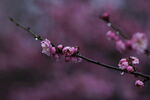  红梅花 