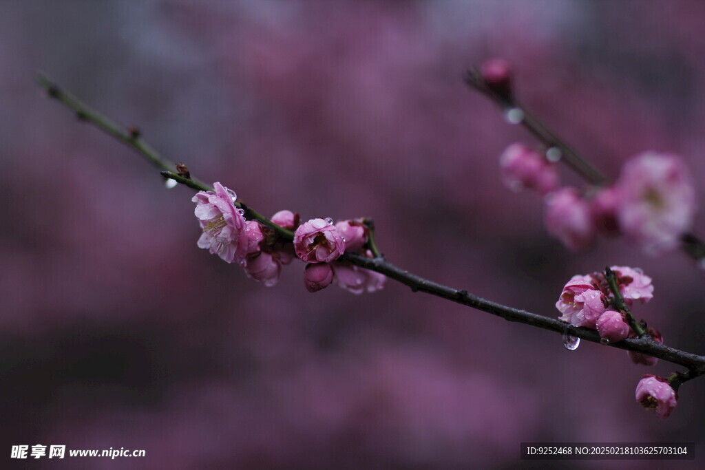  红梅花 