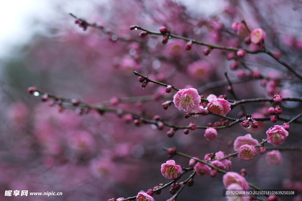 雨中梅花