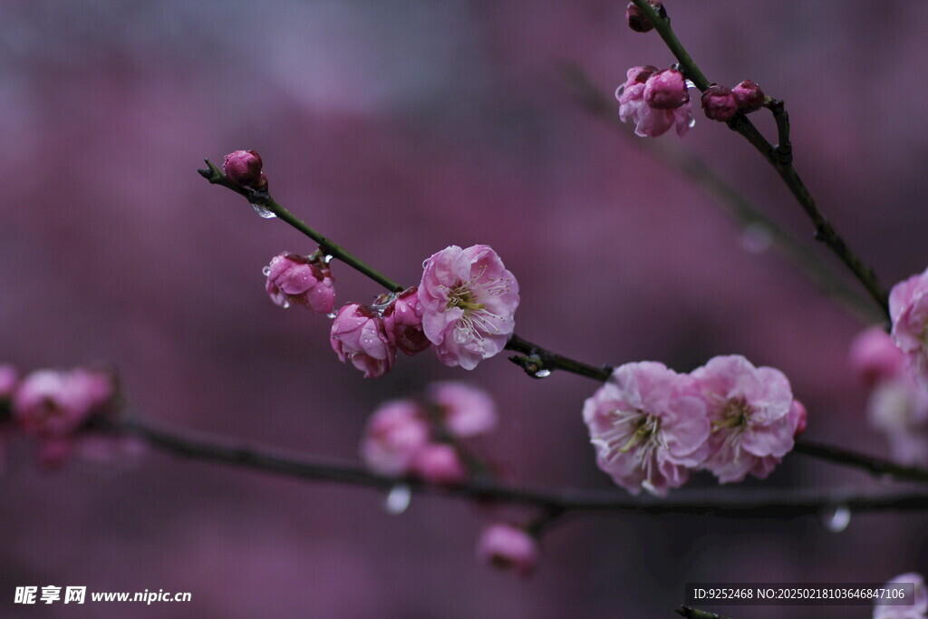  雨中梅花