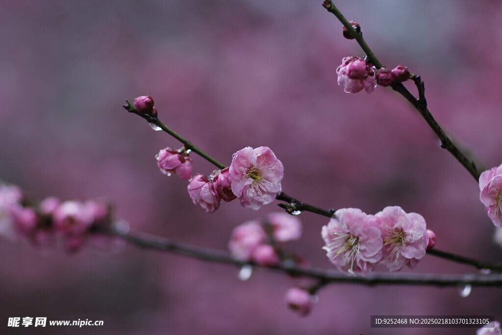 雨中梅花