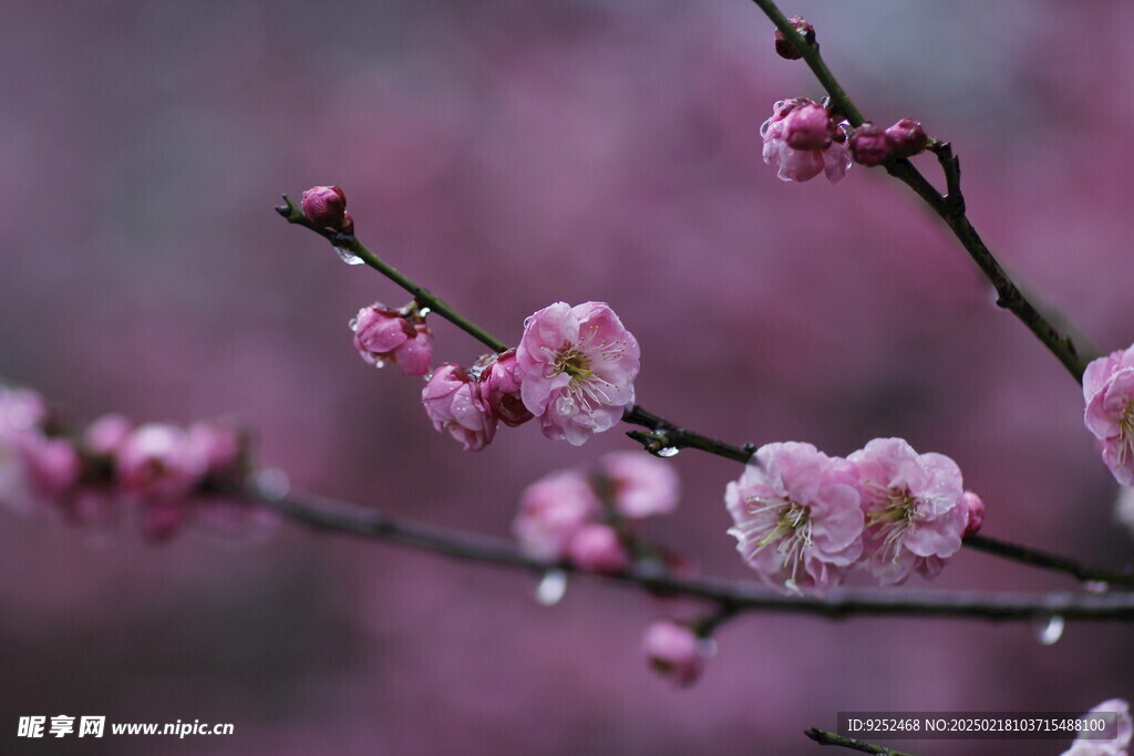 红梅花 