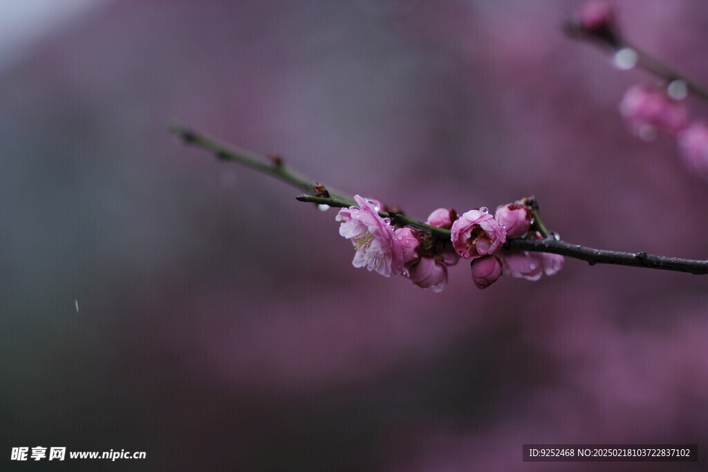 梅花 