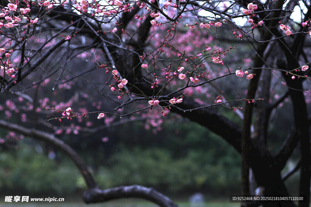 梅花树 