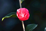 山茶花