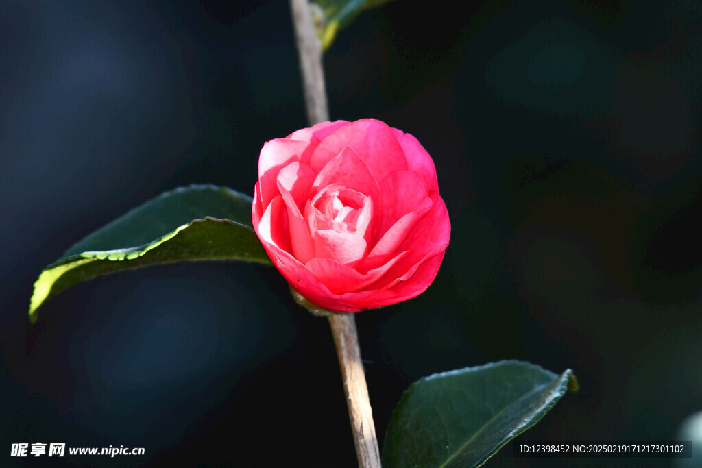 山茶花
