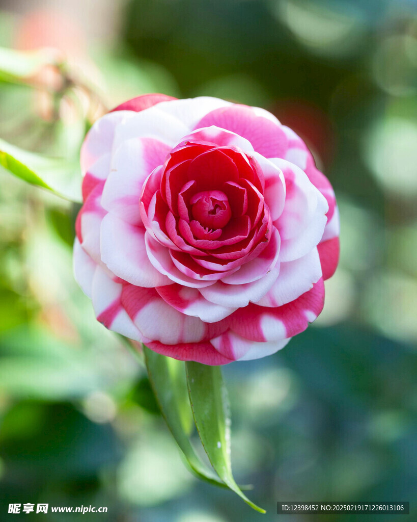 山茶花