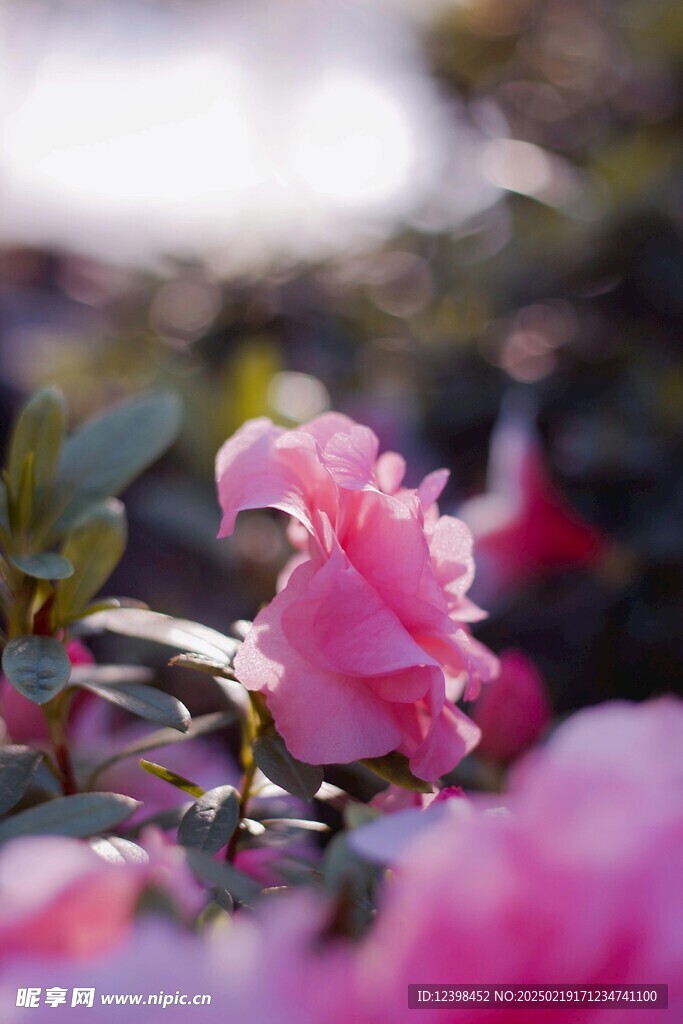 山茶花