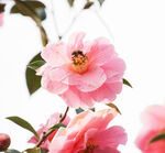 山茶花