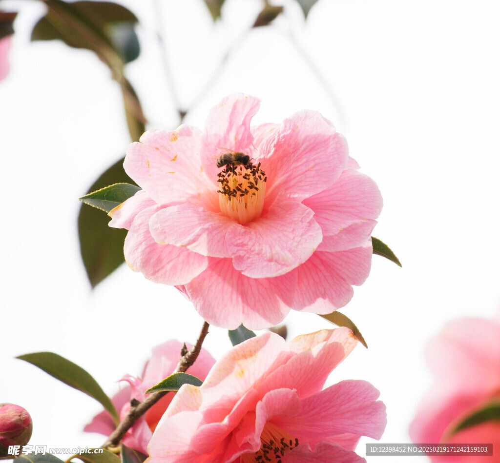 山茶花