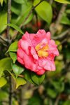 山茶花