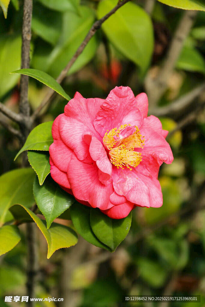 山茶花