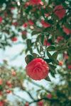山茶花