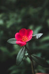 山茶花