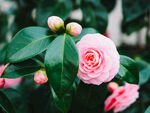 山茶花