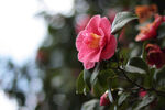 山茶花