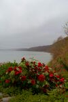 山茶花