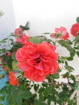 山茶花