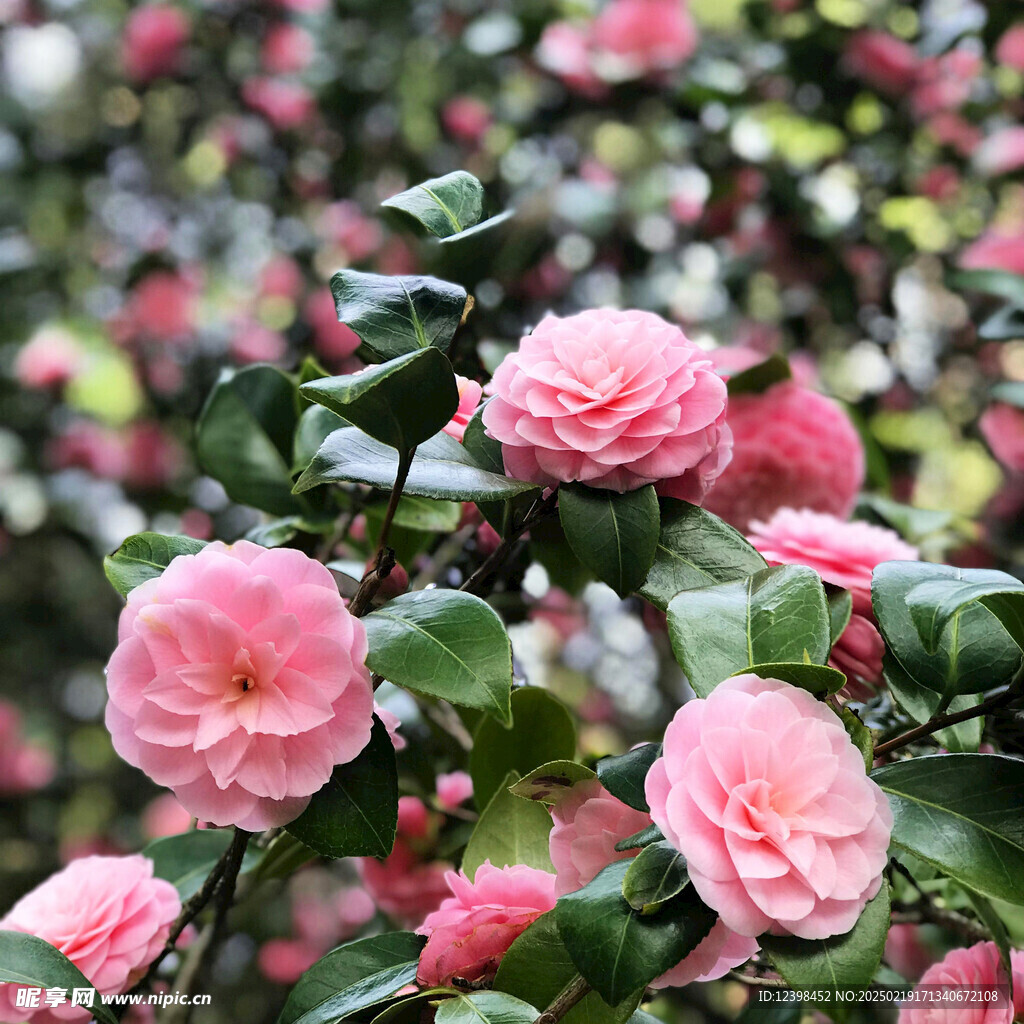 山茶花