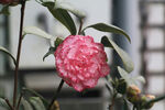 山茶花