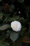山茶花