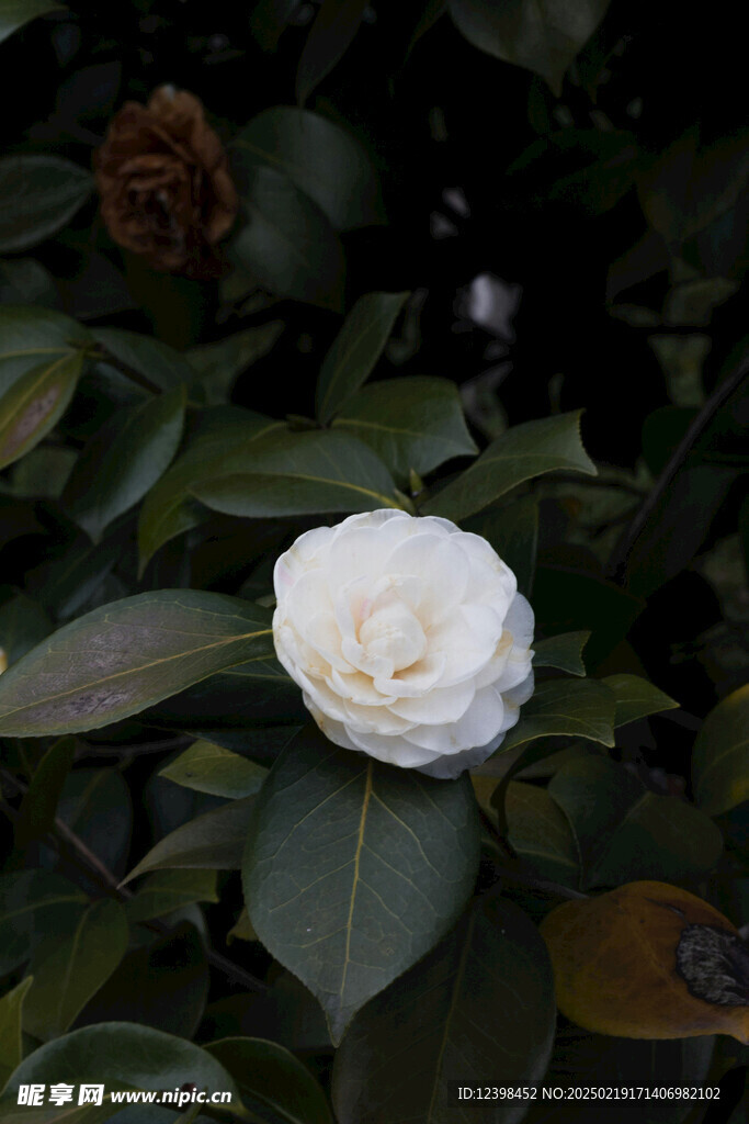 山茶花