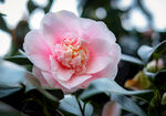 山茶花