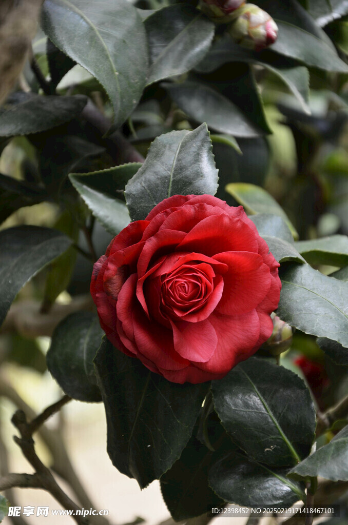 山茶花
