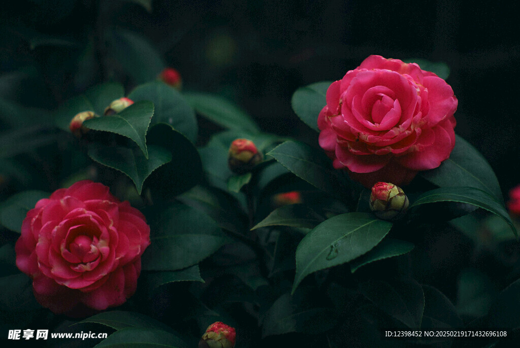 山茶花