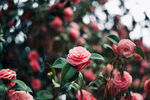 山茶花
