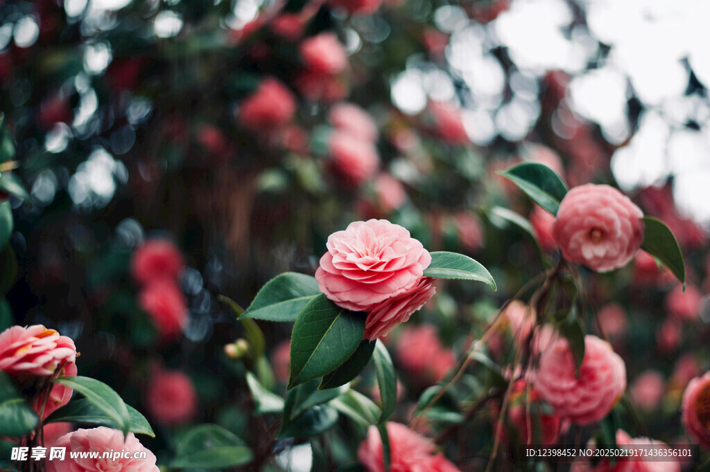 山茶花
