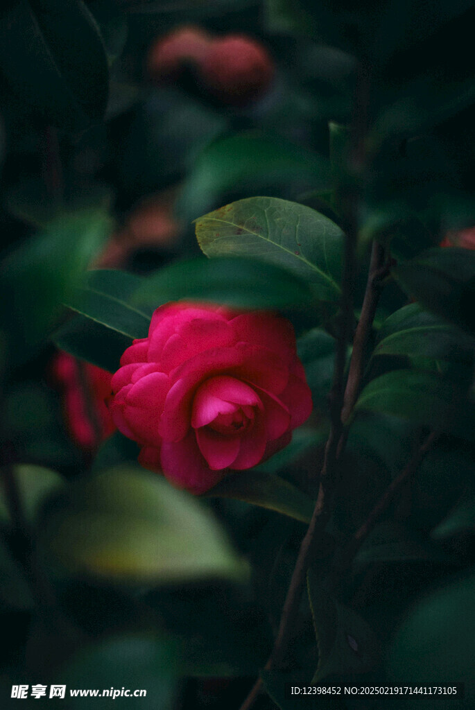 山茶花