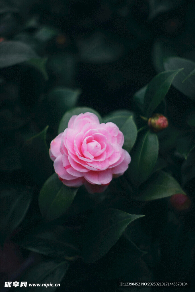 山茶花