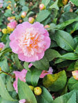 山茶花