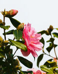 山茶花