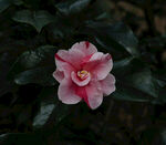 山茶花