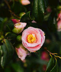 山茶花
