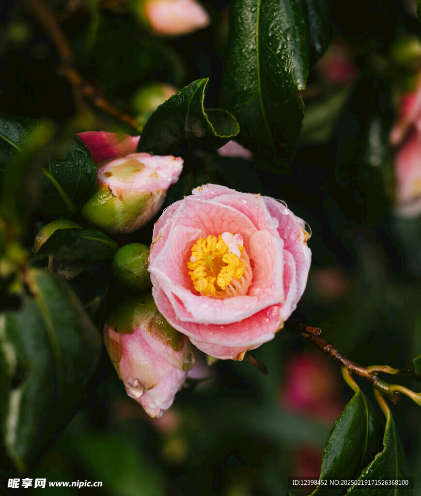 山茶花